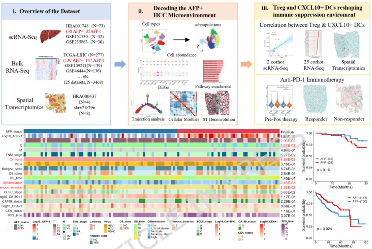 Computational analysis of multi-omics data reveals CXCL10+ DC-Treg interaction drives immunosuppressive microenvironment in AFP-positive hepatocellular carcinoma