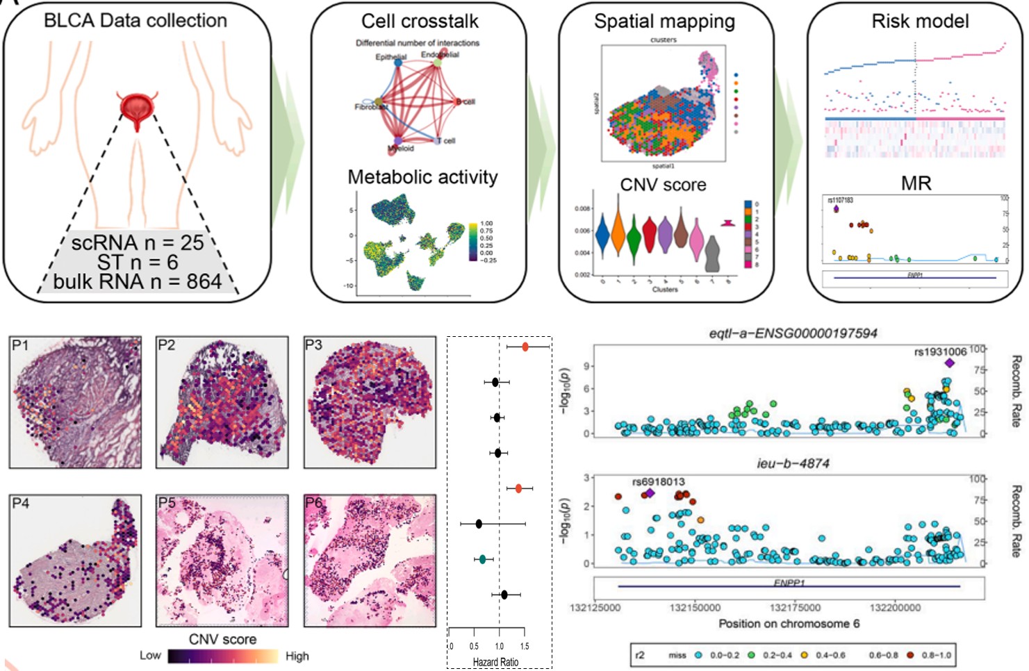 Decoding metabolic reprogramming heterogeneity across bladder cancer stages using single-cell and spatial multi-omics approaches