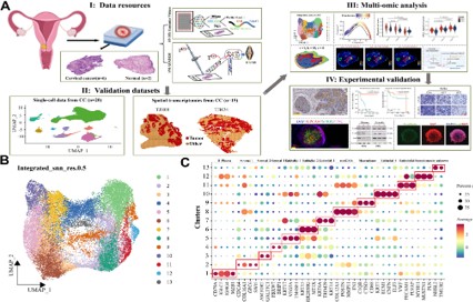 Integrated spatial multi-omics delineates fatty acid degradation fuels malignant evolution at the tumour periphery in cervical squamous cell carcinoma